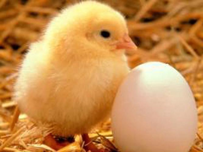 Hatching chicks in an incubator