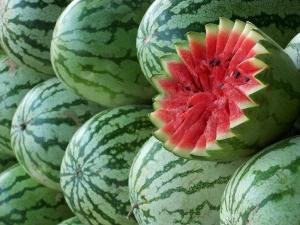 watermelon growing on the urals