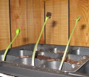 watermelon growing on the urals