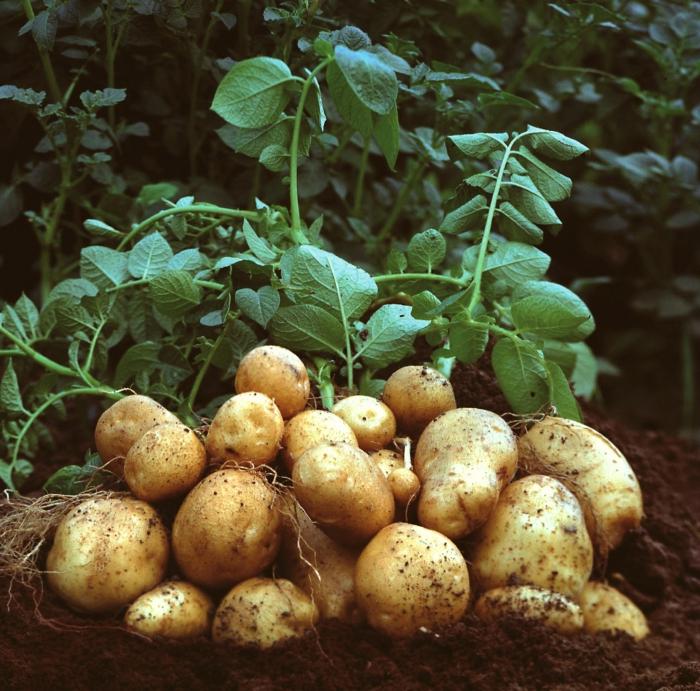 Herbicides for potatoes - the last argument against weeds