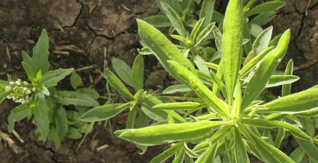 herbicides for the destruction of weeds