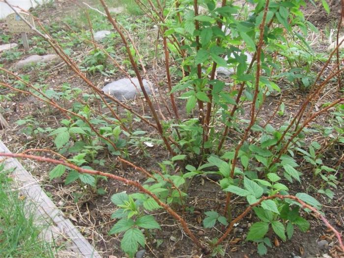 Getting ready for winter: pruning raspberries after fruiting