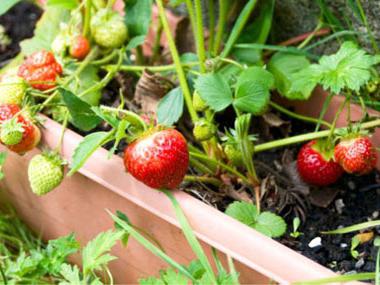 How to plant a strawberry in autumn? A few tips