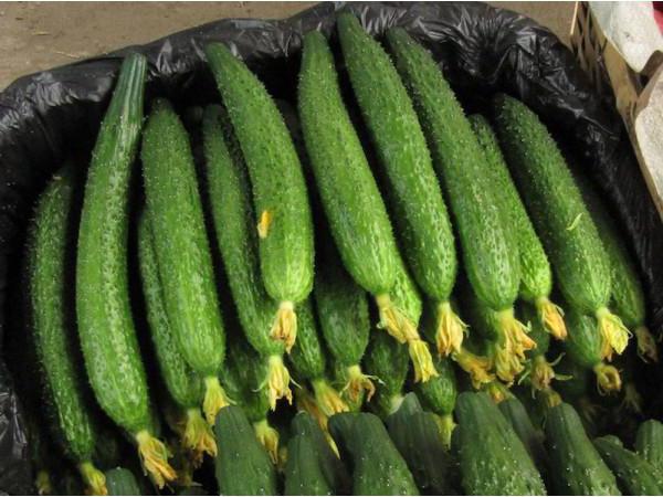 cucumber "Chinese snake" cultivation