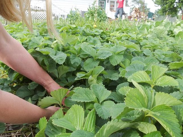 When do strawberries have a mustache to pick up a good harvest?