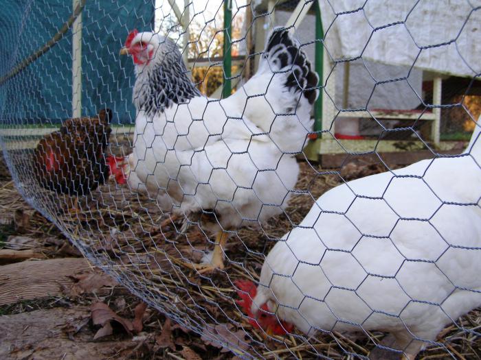 Adler chickens silvery