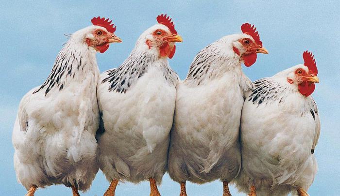 adler silvery breed hens reviews