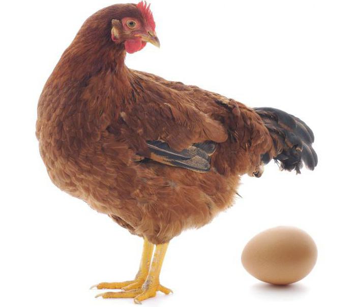 breeding and maintenance of laying hens