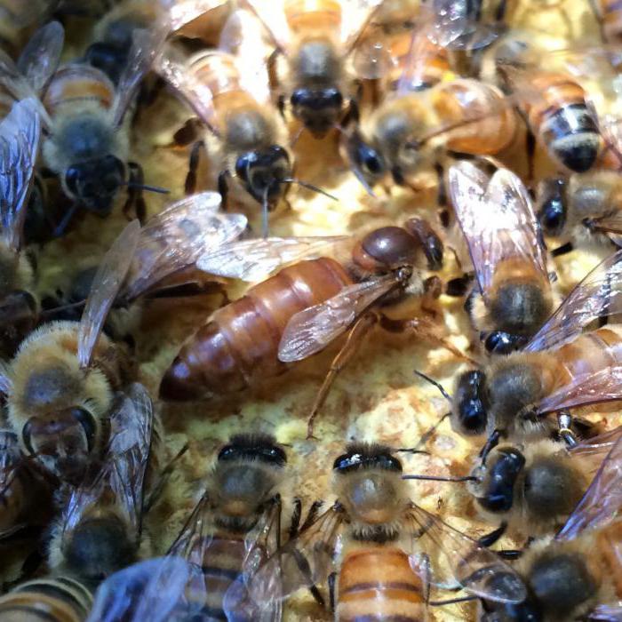 Fishing for swarms: advice from experienced beekeepers