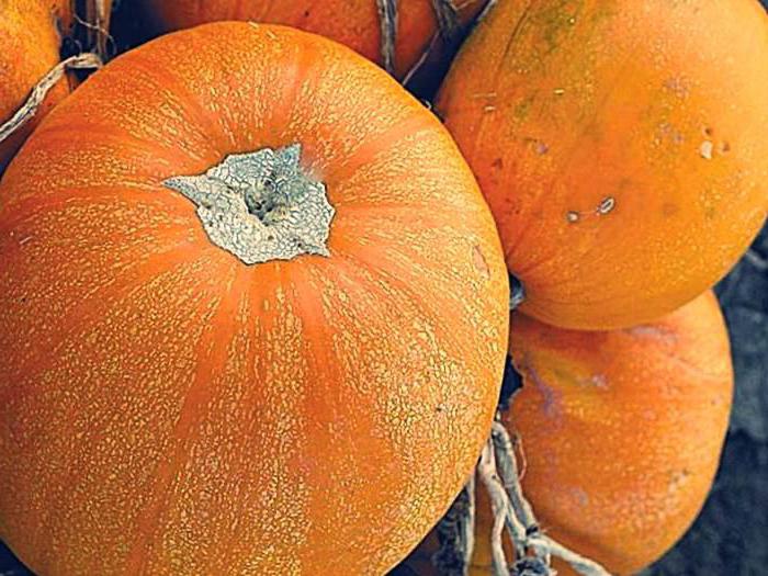 The best varieties of pumpkin bush for open ground: description, photo