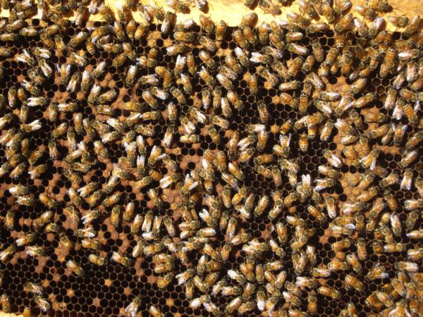 Preparing bees for winter is a multifaceted activity