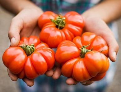 Tomatoes in the open ground - abundant harvest