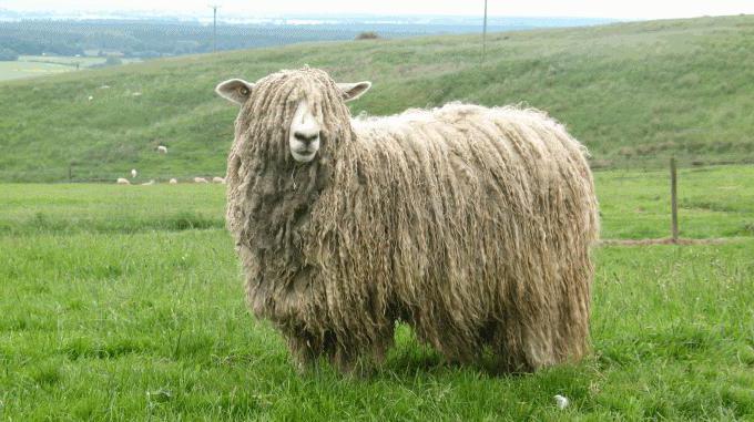 characterization of fine-fleeced breeds of sheep 