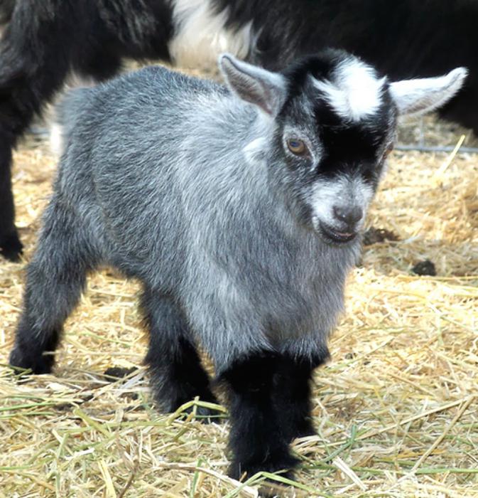 Breeding of goats on personal farmstead as a business