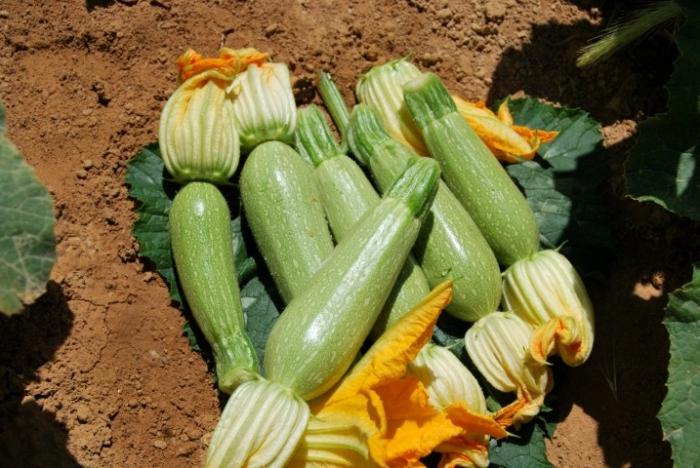 Care for zucchini in the open ground - the harvest will not keep you waiting