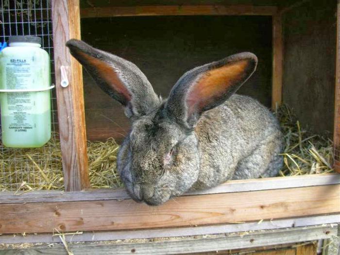 what tree branches can be given to rabbits