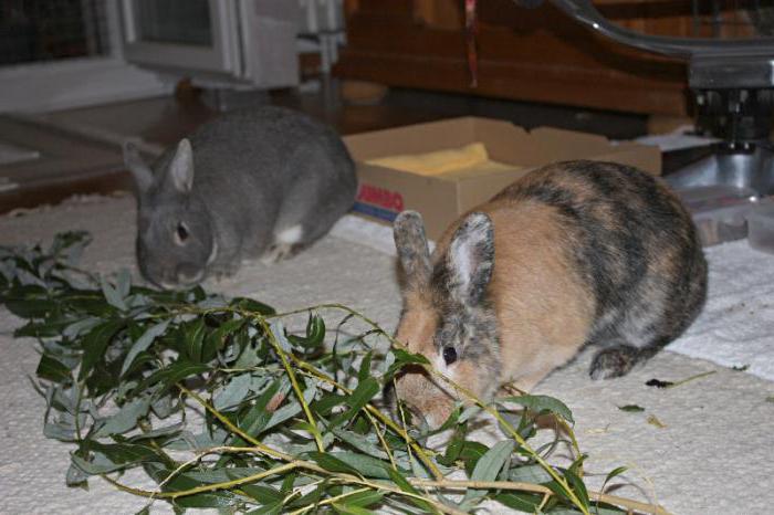 what tree branches can be given to rabbits in summer