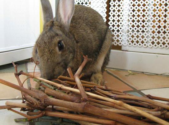 which branches can be given to rabbits