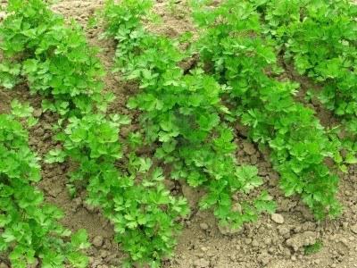 Growing parsley - tips