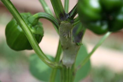 pepper bulgarian disease