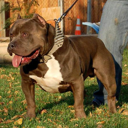 American Bulldog description of the breed character