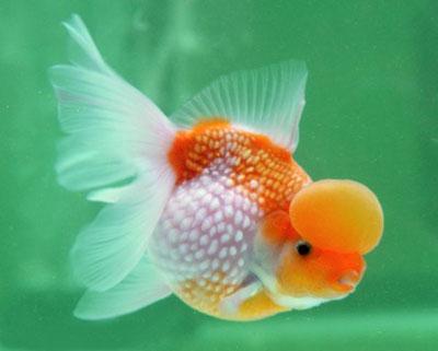 Diseases of goldfish