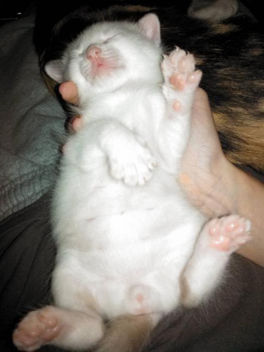 bloated abdomen of a kitten