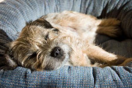 Border terrier: a description of the breed. Border Terrier Puppies