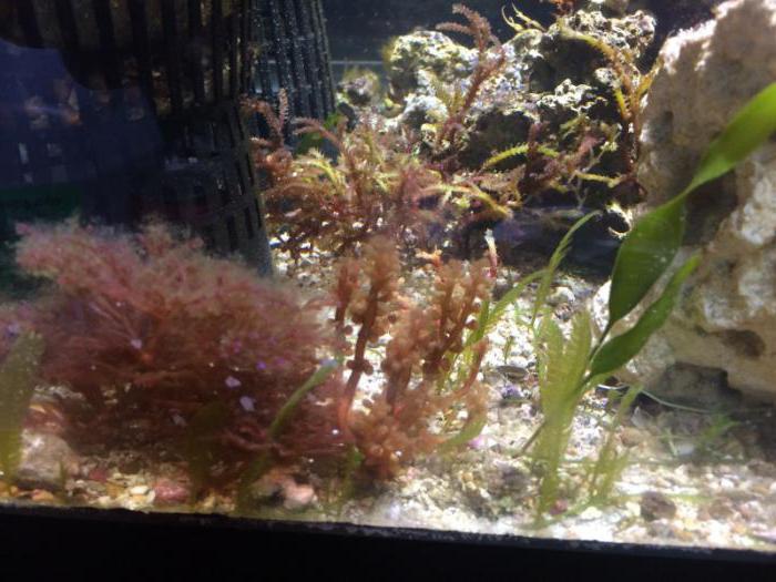 Бурые диатомовые водоросли. Диатомовые водоросли в аквариуме. Бурые водоросли в аквариуме. Диамантовые водоросли в аквариуме.