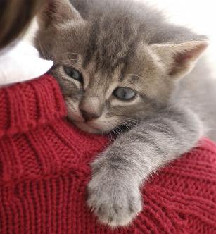 Than to feed a monthly kitten. Tips and Tricks