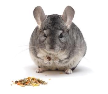 What do chinchillas eat?