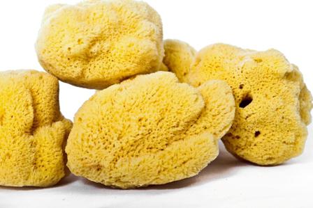 sea ​​sponge