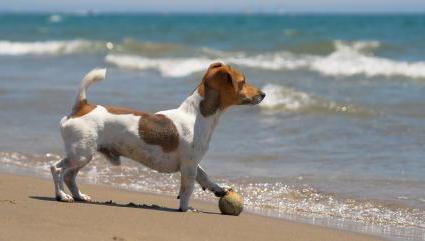 breed jack russel terrier