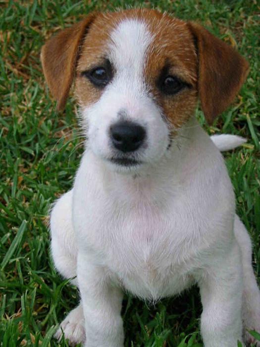 minus the breed jack russel terrier