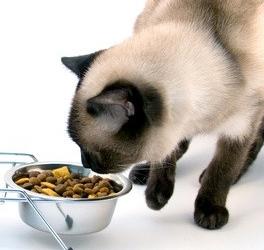 Good cat food: how to choose