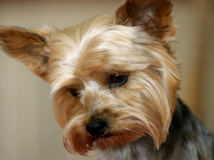 Yorkshire Terrier: reviews of the owners