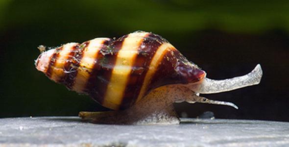 How to get rid of snails in an aquarium: all working methods