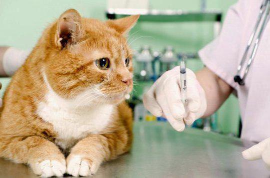 How to make a cat an injection in the withers: step by step instruction and recommendations