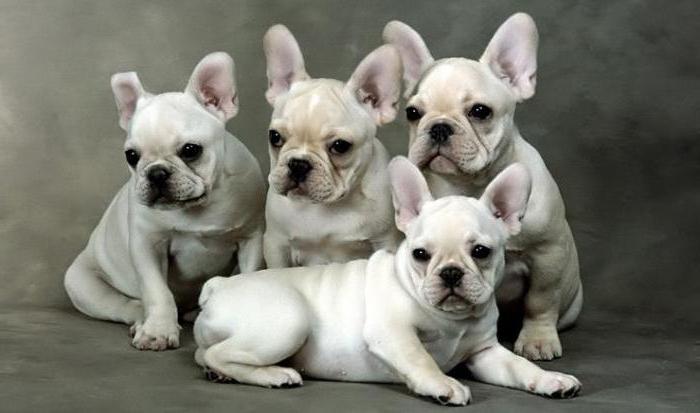 how many live French bulldogs at home