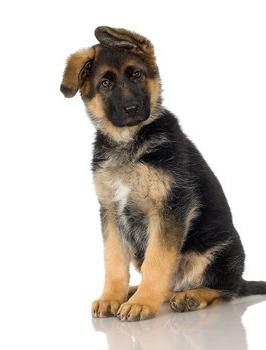 dog name for a German Shepherd