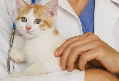 What vaccinations do the kitten do and why?