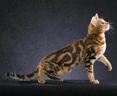 cattery of Bengal cats