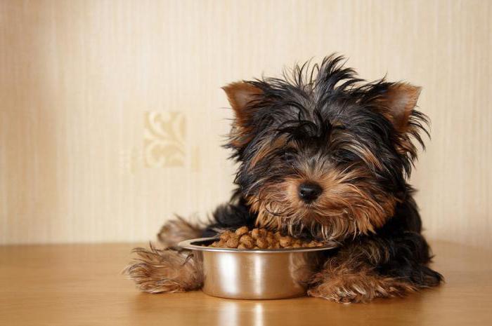 dog food for dogs reviews