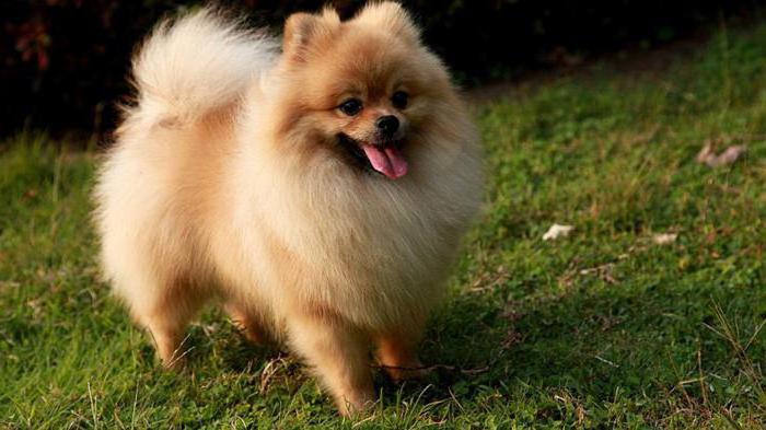 Description of the breed Spitz: the pros and cons, varieties and reviews