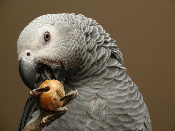 Parrot is hot: maintenance and care