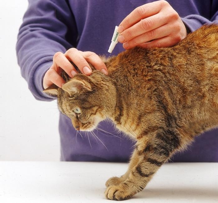 Is it true that fleas are transmitted to humans in cats?