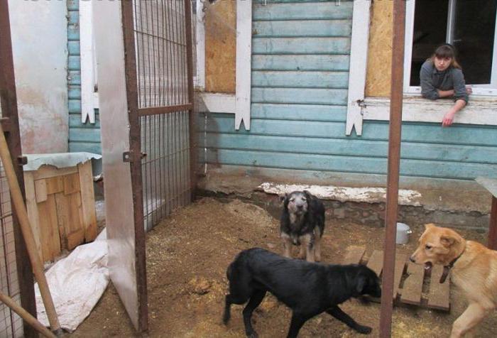 Shelters for animals in Vladimir