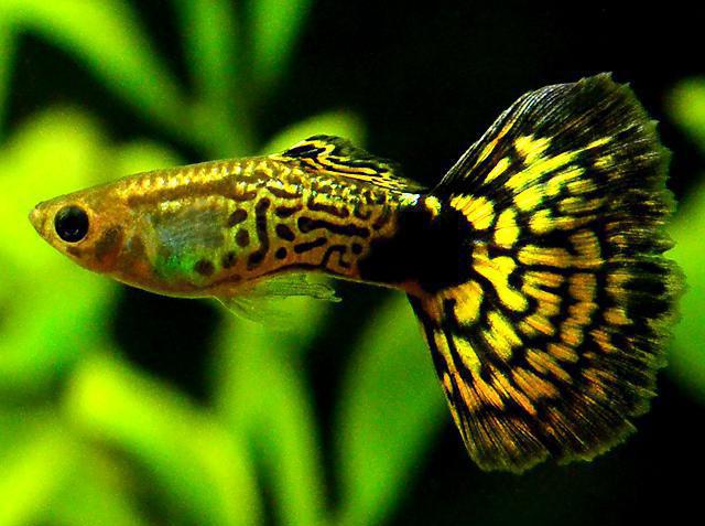 varieties of guppies photo and name