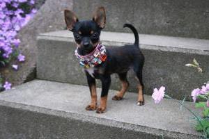 The most loyal friend - mini toy terrier