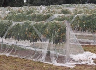 Grids from birds - protection of the garden